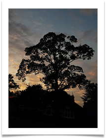 SummerSunset - Chris Berg
